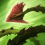 Zyra – Racines fixatrices